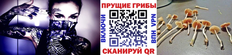 Галлюциногенные грибы Psilocybe  сайты даркнета телеграм  Певек  наркотики 